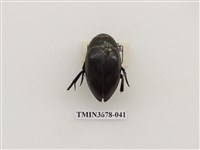 藏品(龍蝨、牙蟲)的圖片